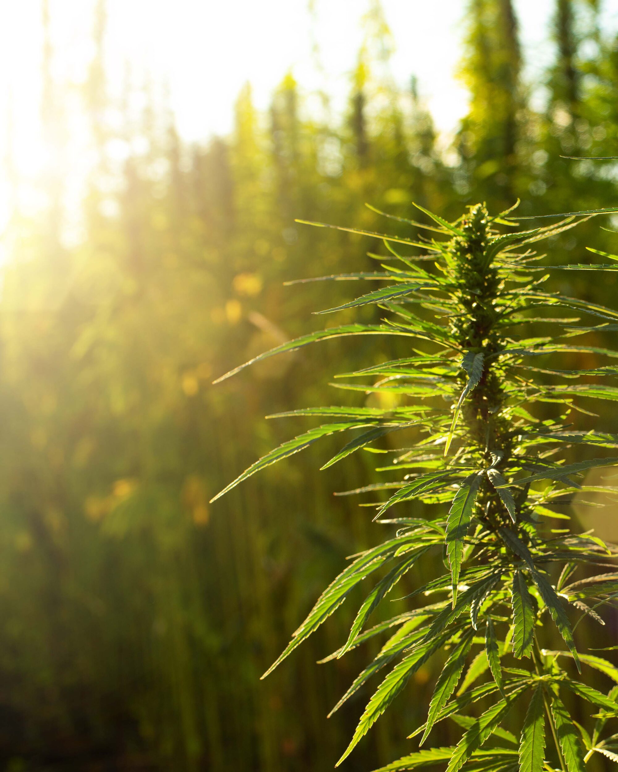 Hemp Derived Products